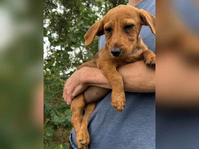 Sari, geboren 02.07.2025 sucht ihre Chance