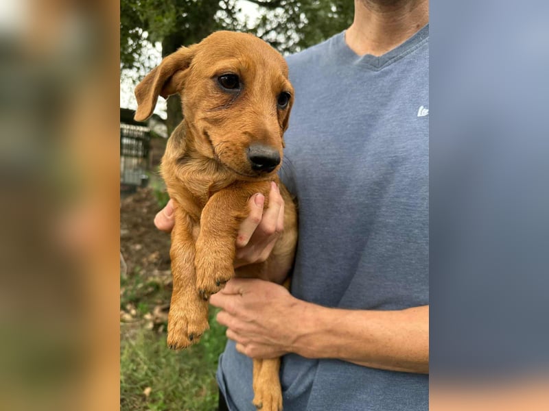 Sari, geboren 02.07.2025 sucht ihre Chance