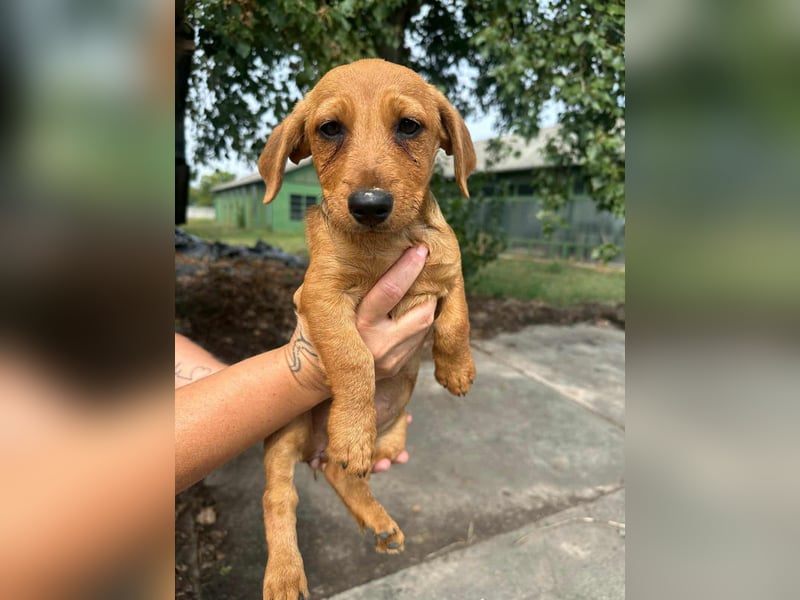 Sari, geboren 02.07.2025 sucht ihre Chance