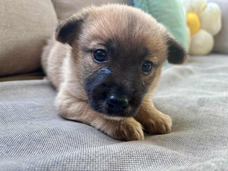 Lili, 8 Wochen sucht ihr Zuhause