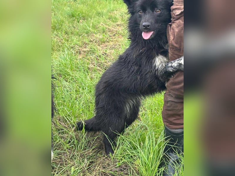 Zoya, geboren 25.09.2024, 40cm sucht ihr Zuhause
