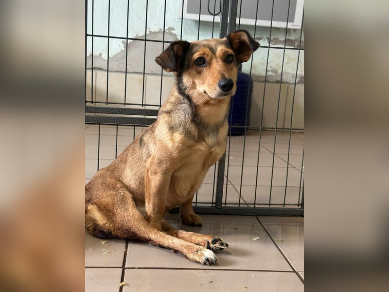 Bambi, geboren 2020 sucht tierliebe Menschen