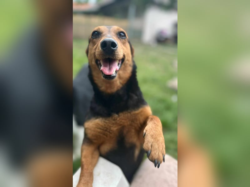 Frida, 10.05.2019 geboren, 31 cm sucht ihre Menschen