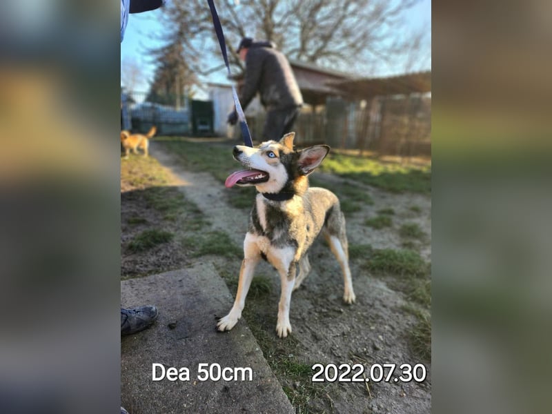 Dea, ca. 2 Jahre, 50 cm, wünscht sich ein aktives Hundeleben