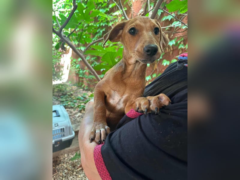 Milla, geboren 25.03.2025, 29cm sucht ihre Menschen