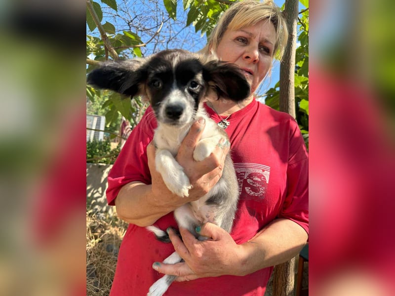 Letty, geboren 30.03.2025, 24cm sucht ihr Zuhause