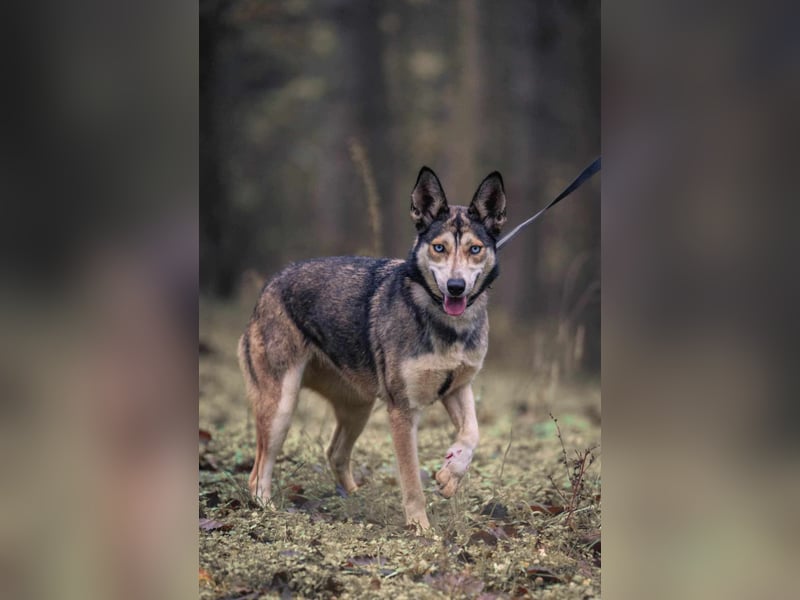 Dea, ca. 2 Jahre, 50 cm, wünscht sich ein aktives Hundeleben