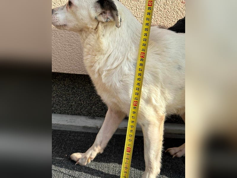 Mezi, geboren 21.05.2023, 35cm sucht ihr Körbchen