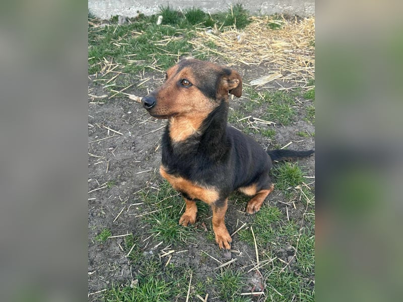 Frida, 10.05.2019 geboren, 31 cm sucht ihre Menschen