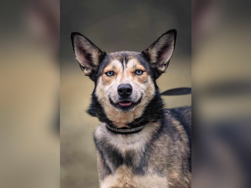 Dea, ca. 2 Jahre, 50 cm, wünscht sich ein aktives Hundeleben