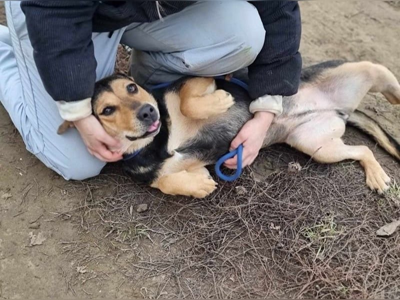 Zelda, geb. 05/2022, 53 cm, wünscht sich ein Körbchen