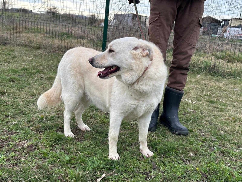 Fibi, geboren 01.06.2021, 50cm sucht ihr Körbchen