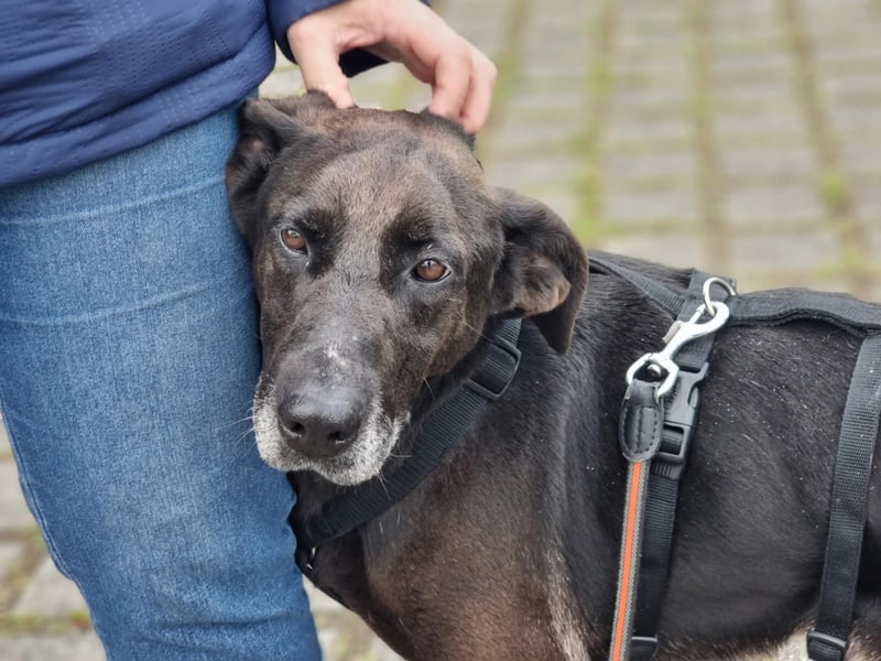 Dolly, geboren 30.12.2015, 60cm sucht ihr Zuhause (auf Pflegestelle in Deutschland)