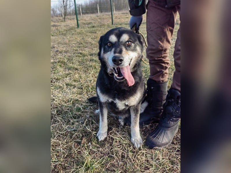 Nala, geb. 19.04.2021, 57cm, wünscht sich eine liebevolle Familie