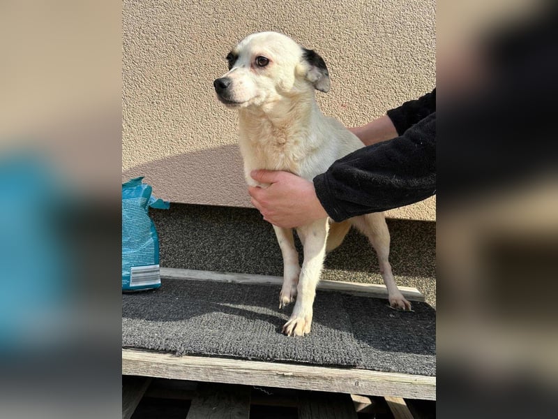 Mezi, geboren 21.05.2023, 35cm sucht ihr Körbchen