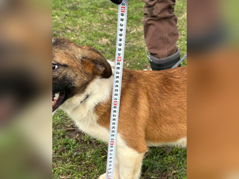 Cherry, geboren 25.06.2024, 36cm sucht ihr Glück