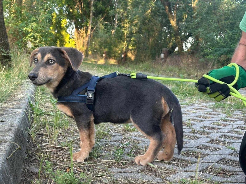 Luna, 4 Monate, 30cm sucht sicheres Zuhause