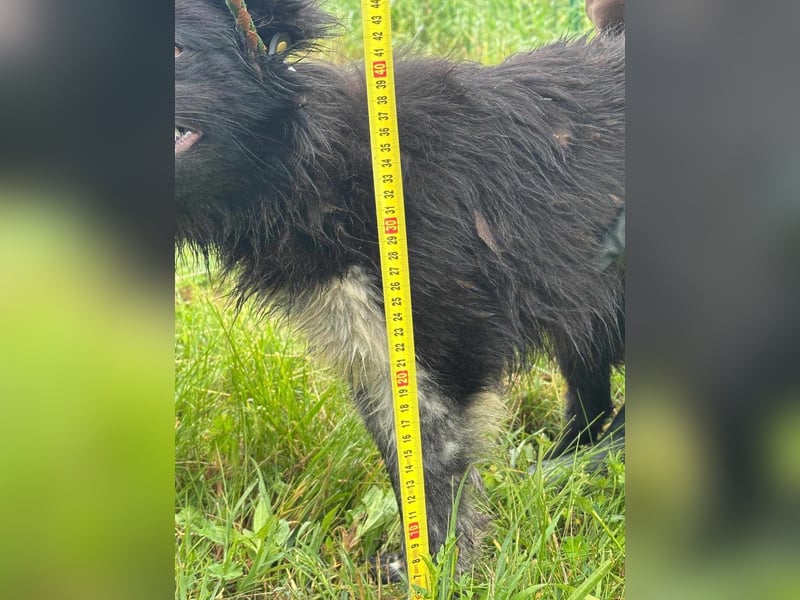 Zoya, geboren 25.09.2024, 40cm sucht ihr Zuhause