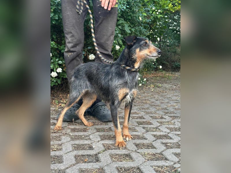 Mokuska, geb. 01.06.2021, 40 cm, wünscht sich eine tolle Familie