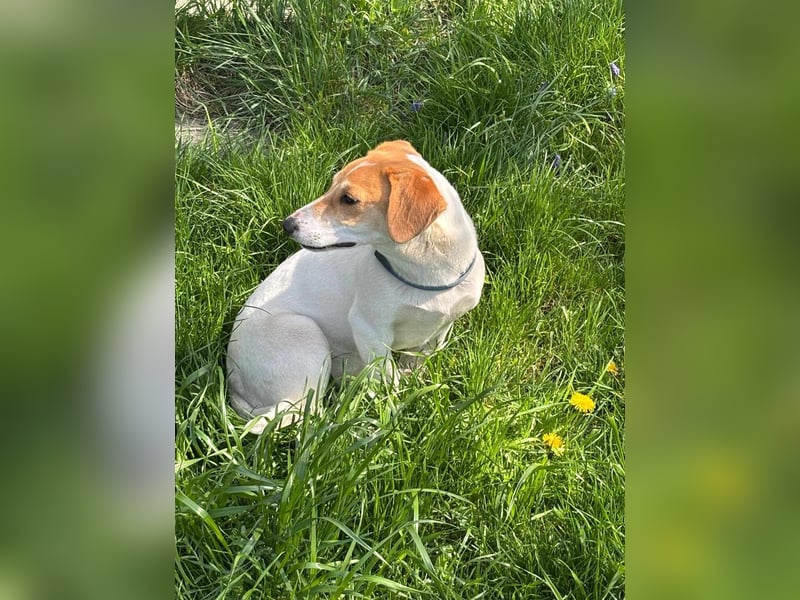 Pimpa, ca. 8 Monate, 35cm sucht ihr Zuhause