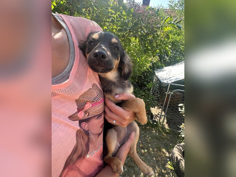 Cassie, geboren 03.2025, 31cm sucht ihre Menschen