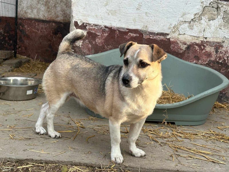 Izisz, geb. 05.01.2023, 42 cm, sucht ihre Familie