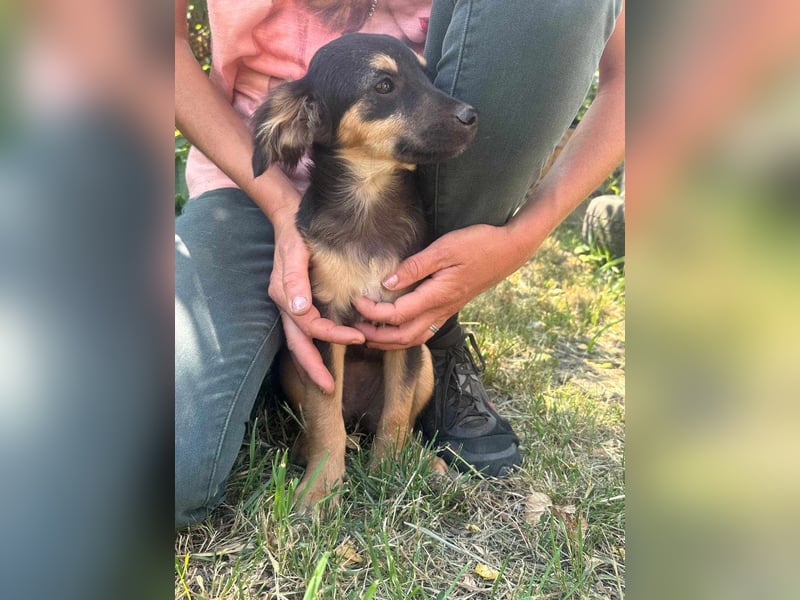 Cassie, geboren 03.2025, 31cm sucht ihre Menschen