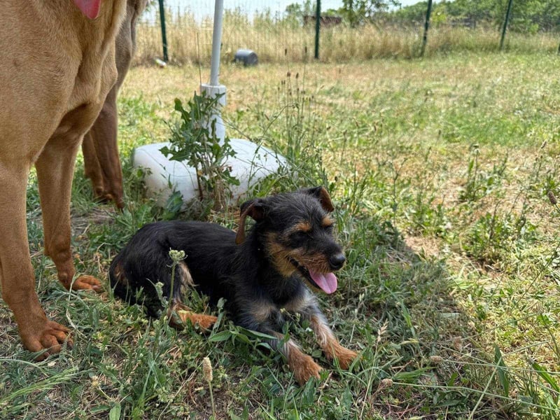 Lili. geboren 01.11.2024, 25cm sucht ihr Körbchen