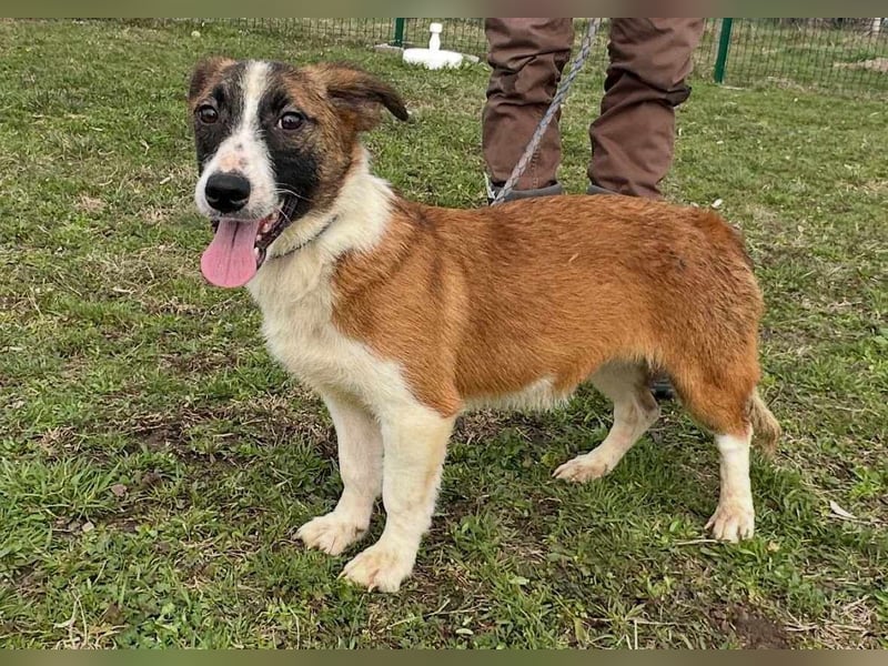 Cherry, geboren 25.06.2024, 36cm sucht ihr Glück