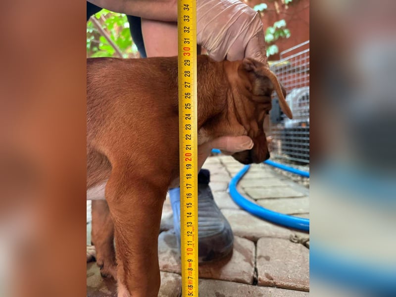 Mandy, geboren 25.03.2025, 29cm sucht ihr Zuhause