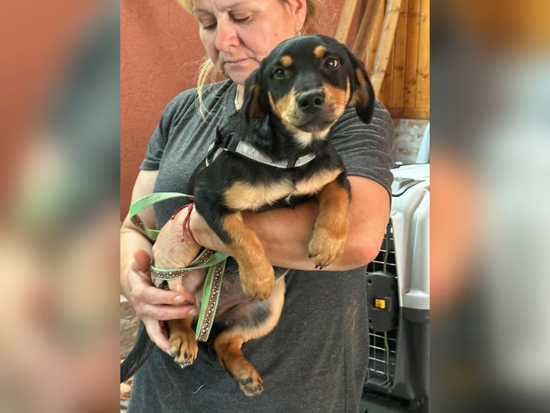 Jessica, geboren 06.04.2025, 30cm sucht liebvolles Zuhause