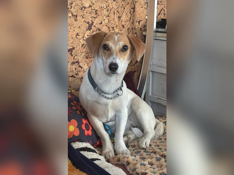 Pimpa, ca. 8 Monate, 35cm sucht ihr Zuhause