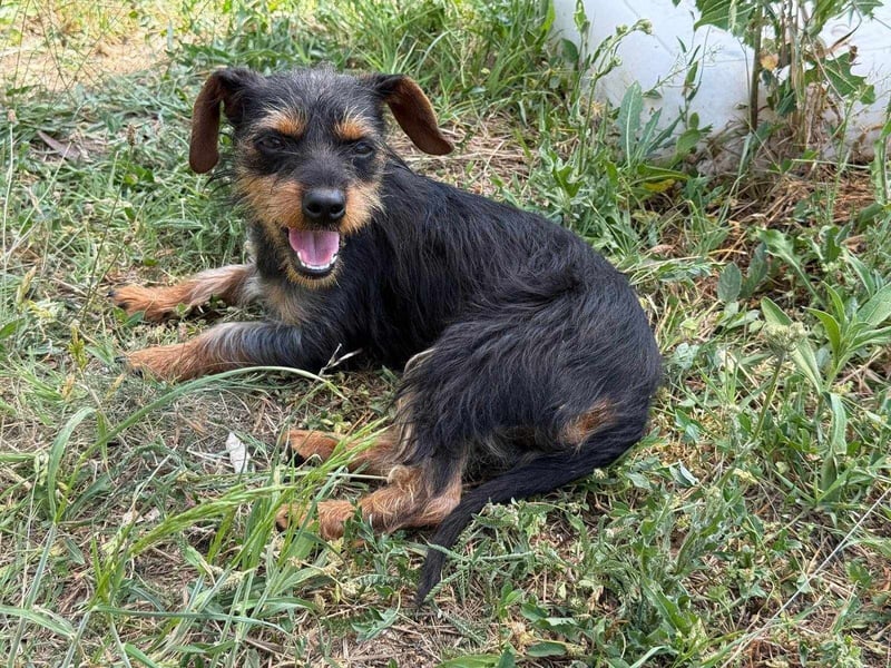 Lili. geboren 01.11.2024, 25cm sucht ihr Körbchen