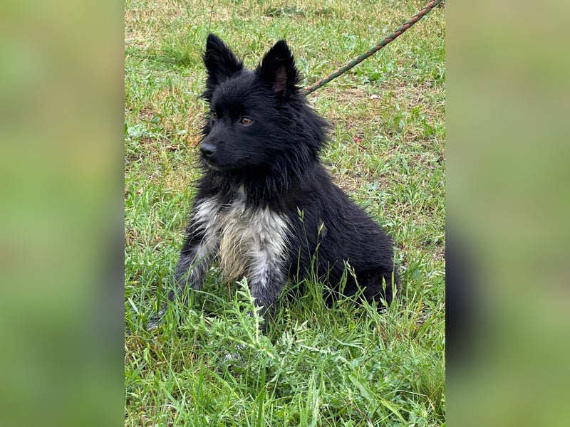 Zoya, geboren 25.09.2024, 40cm sucht ihr Zuhause