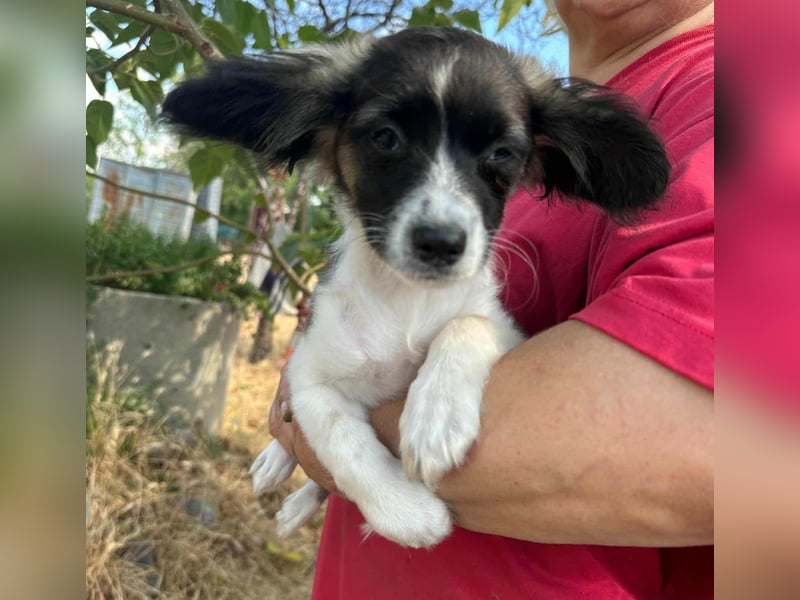 Letty, geboren 30.03.2025, 24cm sucht ihr Zuhause
