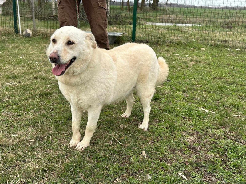Fibi, geboren 01.06.2021, 50cm sucht ihr Körbchen