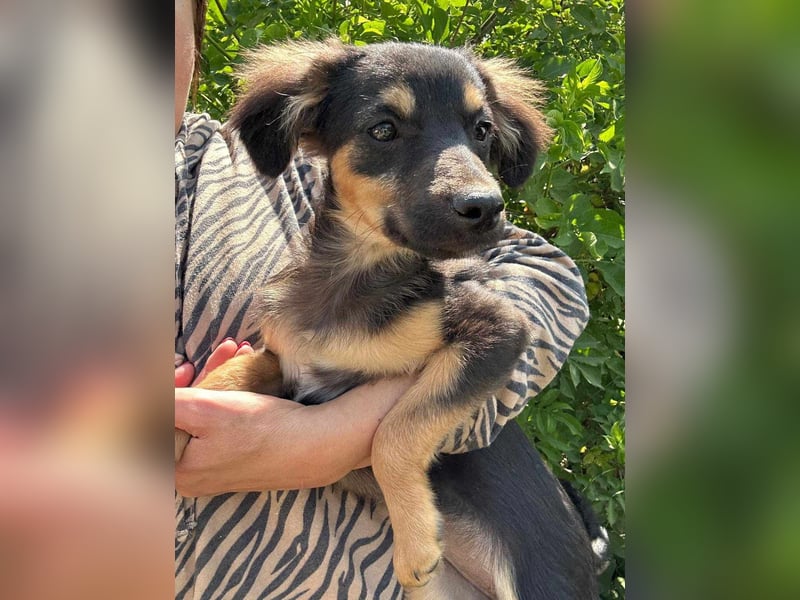 Cassie, geboren 03.2025, 31cm sucht ihre Menschen