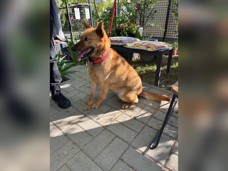 Fanny, 1,5 Jahre, 50cm sucht tierliebe Menschen
