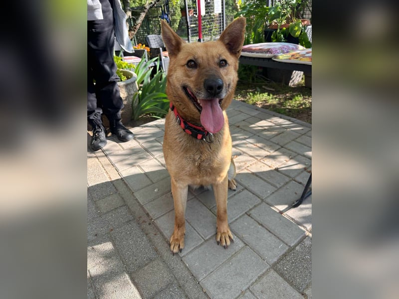 Fanny, 1,5 Jahre, 50cm sucht tierliebe Menschen