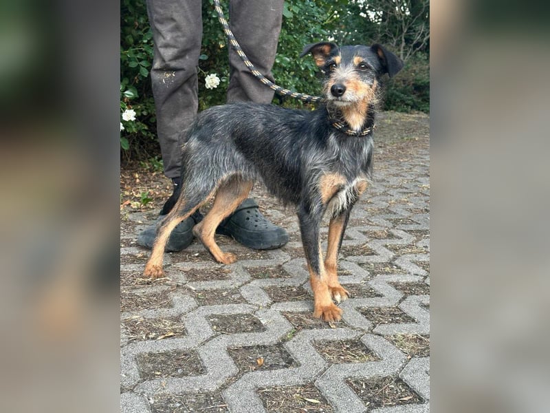 Mokuska, geb. 01.06.2021, 40 cm, wünscht sich eine tolle Familie