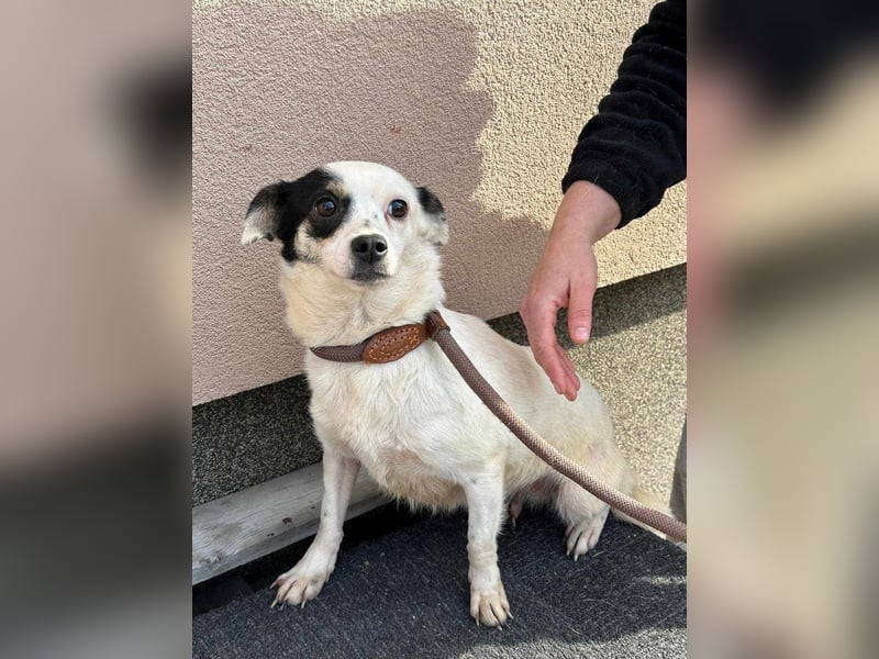 Mezi, geboren 21.05.2023, 35cm sucht ihr Körbchen