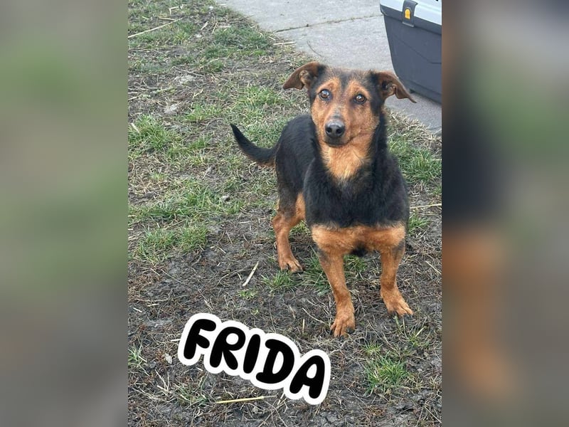 Frida, 10.05.2019 geboren, 31 cm sucht ihre Menschen