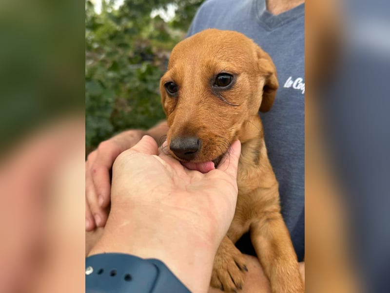 Sari, geboren 02.07.2025 sucht ihre Chance