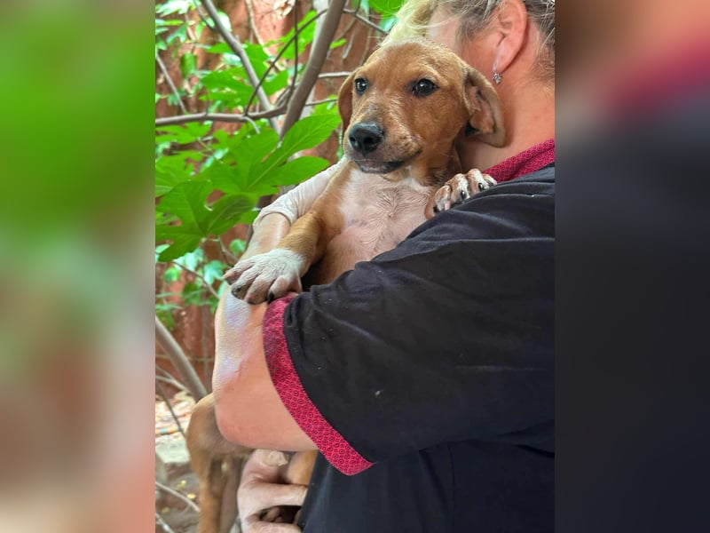 Mandy, geboren 25.03.2025, 29cm sucht ihr Zuhause