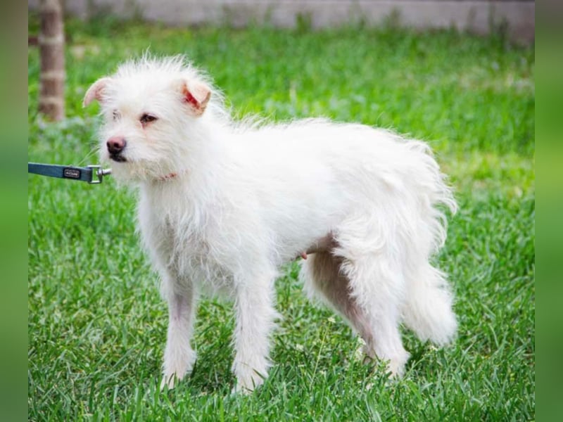 Lilu, geboren 09.04.2024, 40cm sucht ihre Menschen