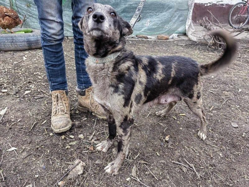 Amanda, geb. 14.02.2022, 50 cm, wünscht sich ein glückliches Hundeleben