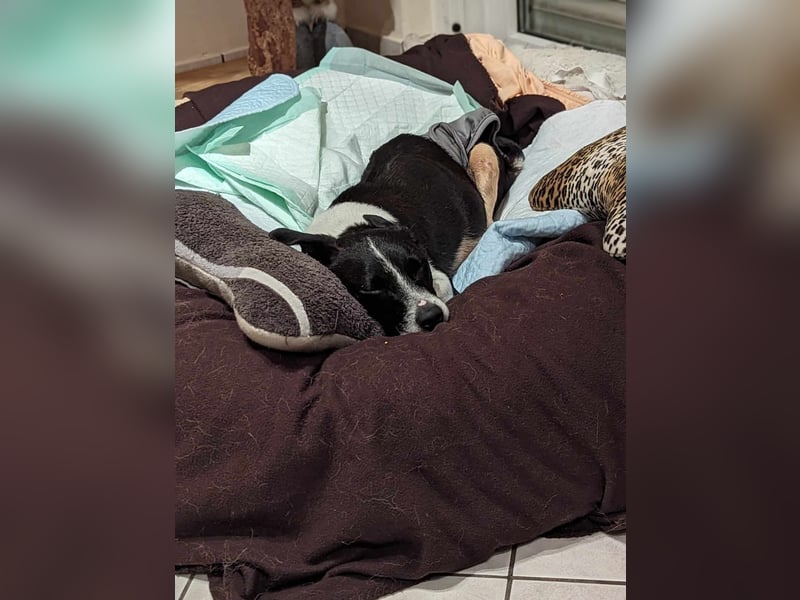 Luca, geb. 04.04.2019, 35 cm, wartet so sehr auf ein eigenes Körbchen