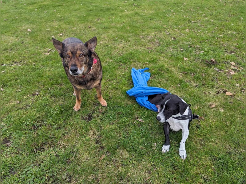 Luca, geb. 04.04.2019, 35 cm, wartet so sehr auf ein eigenes Körbchen