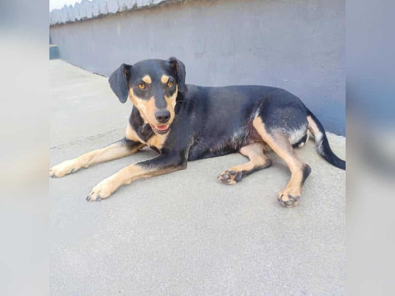 Bella, geboren 05.07.2022, 42cm sucht ihr Zuhause
