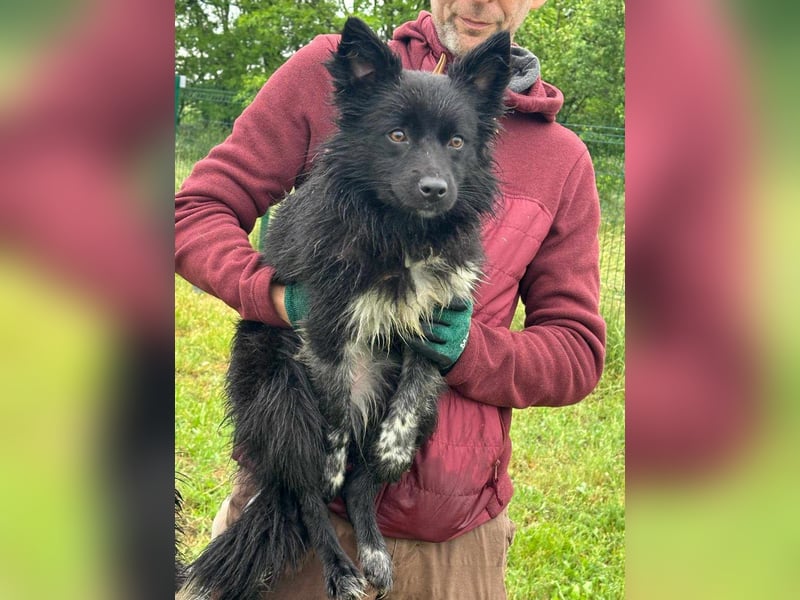 Zoya, geboren 25.09.2024, 40cm sucht ihr Zuhause
